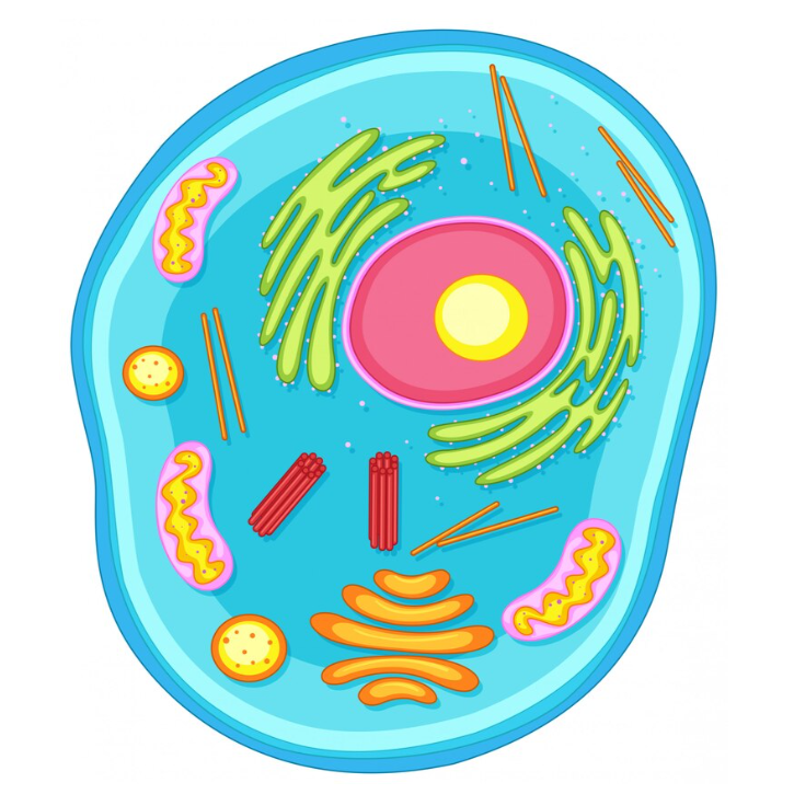 آموزش فیزیولوژی سلول «Cell Physiology»